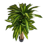 Kunstpflanze Dracaena 155 cm - 4Ever Green