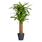Kunstpflanze Dracaena 155 cm - 4Ever Green