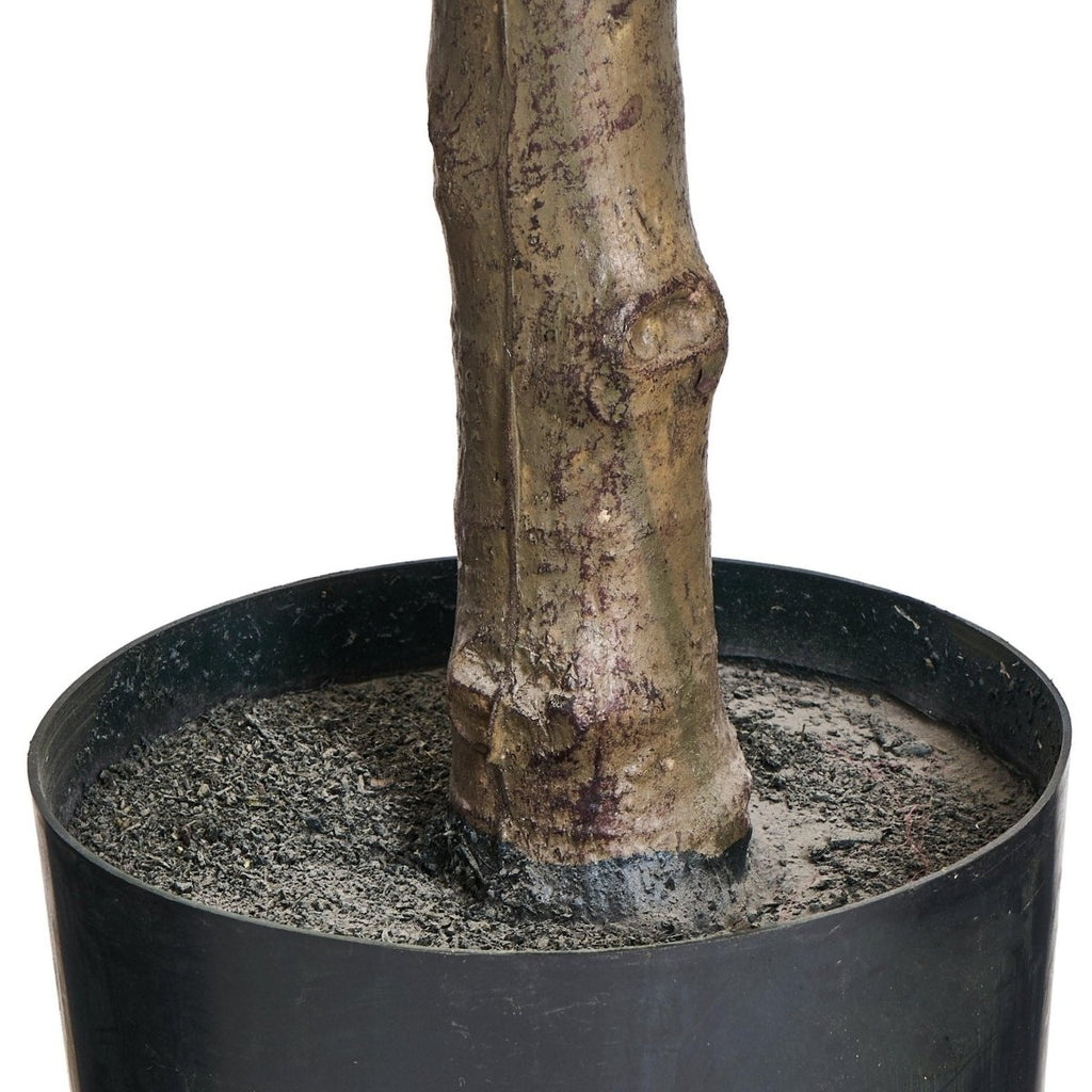 Kunstpflanze Ficus 155 cm - 4Ever Green