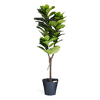 Kunstpflanze Ficus 155 cm - 4Ever Green