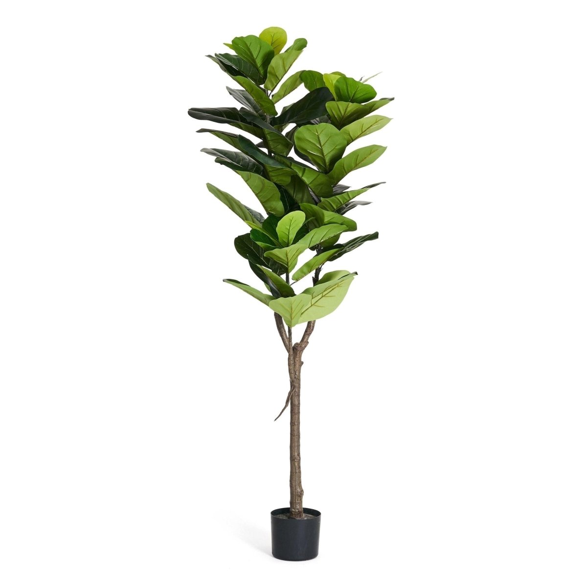 Kunstpflanze Ficus 155 cm - 4Ever Green