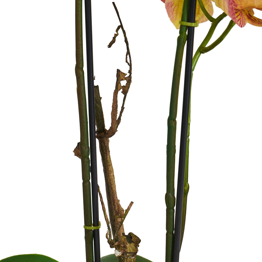 Kunstpflanze Orange Orchidee Phalaenopsis 42 cm - 4Ever Green