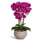 Kunstpflanze Violett Orchidee Phalaenopsis 42 cm - 4Ever Green